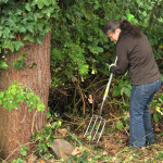 Dig to remove the roots of the invasive plant, English  ivy.